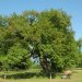 Von der historischen Gartenanlage sind fast nur einige beeindruckende alte Eichen erhalten. Diese sind mannigfach mit holzzersetzenden Pilzen besiedelt. Dies erlaubt wiederum die Besiedlung durch Insekten und V&ouml;gel. Unter Entomologen ist dieses Rudiment einer Parkanlage als Fundort vieler bedrohter Arten ber&uuml;hmt. 